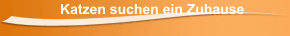 Katzen suchen ein Zuhause